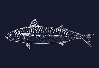 Obraz premium Mackerel fish isolated on white color on the dark background. Sketch detailed