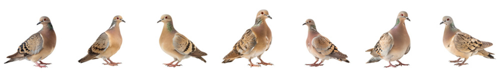  Close-up of mourning dove bird in studio light, isolated on transparent background, generative AI