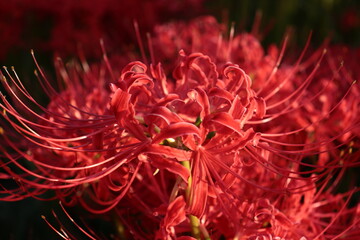 日本の風景　彼岸花の群生　秋の風景　河川敷の風景　日本の田舎