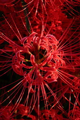 日本の風景　彼岸花の群生　秋の風景　河川敷の風景　日本の田舎