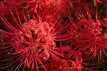 日本の風景　彼岸花の群生　秋の風景　河川敷の風景　日本の田舎