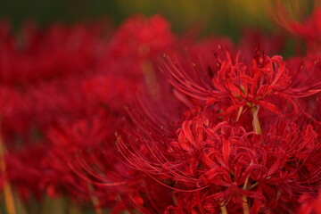 日本の風景　彼岸花の群生　秋の風景　河川敷の風景　日本の田舎
