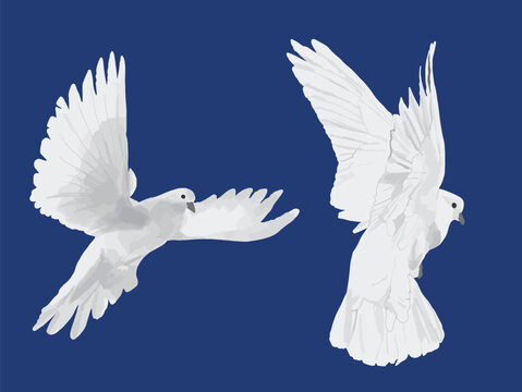 Illustration oiseaux colombes blanches qui volent vecteur 