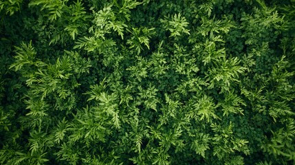 Green grass backdrop with a top-down perspective, providing a lush and vibrant natural background.