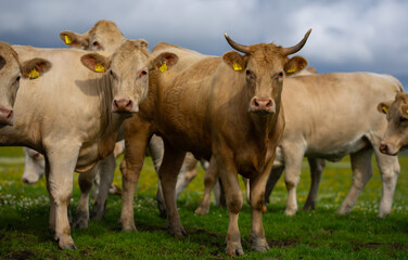 Cows on green grass in summer. A herd of cows grazing on green pastures in Swiss Alps. Farming and livestock. Grazing cow. Hereford cow at summer green field. Cow herd. Cows on farmland. Milk farm.