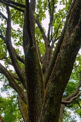 Old oak tree in the forest. Old oak tree with green moss.