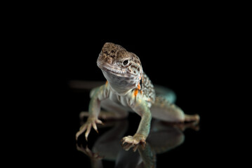The Sonoran collared lizard isolated on black background