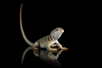The Sonoran collared lizard isolated on black background