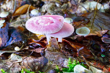 Two edible pink waxcap mushrooms in the Autumn