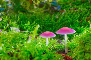 Two Jelly pink mushrooms againt the green grass