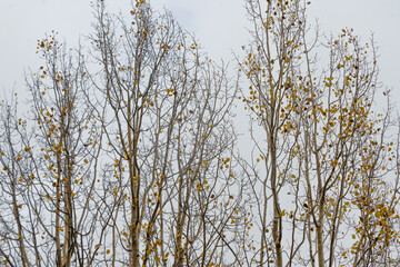 Autumn trees, vibrant yellow colors in the area of ​​Coahuila, Sierra de Arteaga, Cerro de la...