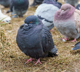 a flock of pigeons in the city on the lawn, in late autumn