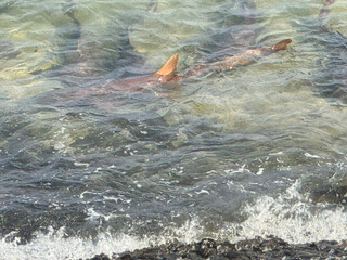 Shark fin on the surface of the sea.