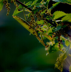 mante religieuse en portrait gros plan, traité HDR, joli sujet vert caché dans une branche d'ortie