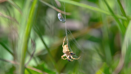 A European Garden Spider (Araneus diadematus) With Prey