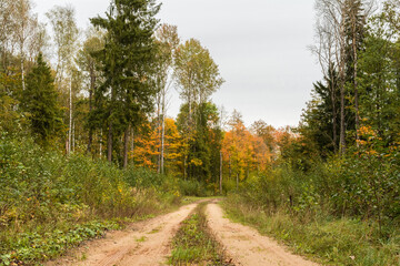 A sandy road runs through a picturesque wild autumn forest. Autumn landscape on a cloudy day