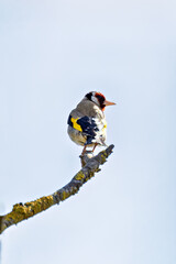 European Goldfinch (Carduelis carduelis) spotted in North County, Dublin, commonly found across Europe