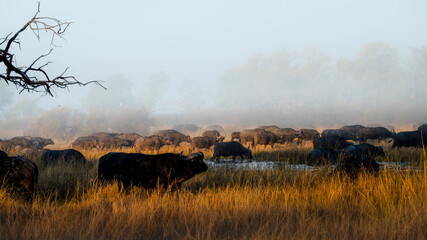 Buffalo and Mist