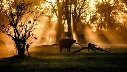 Buffalo at Sunset