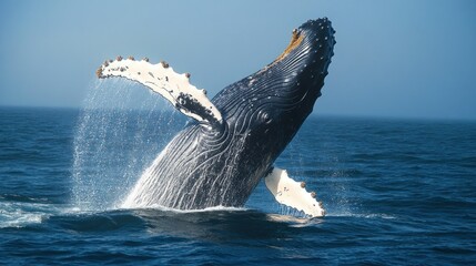 Naklejka premium Humpback Whale Breaching with Barnacles in Blue Ocean