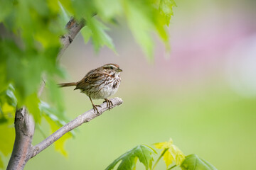 Song Sparrow bird perched on tree branch