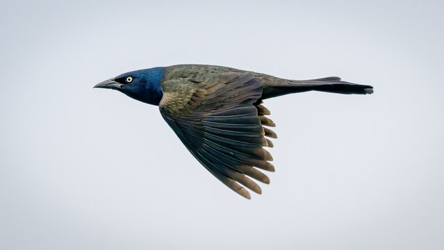 Close-up of Common Grackle bird flying