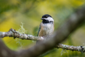 Black-capped Chickadee bird on tree branch