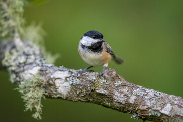 Black-capped Chickadee bird on tree branch