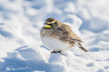 Horned Lark bird perched on snowball