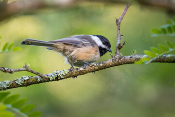 Black-capped Chickadee bird on tree branch