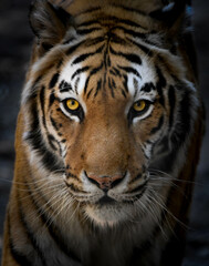 Bengal Tiger close up