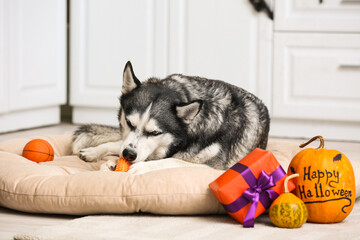 Cute husky dog with pumpkins, toy balls and gift box lying on pet bed at home. Halloween celebration