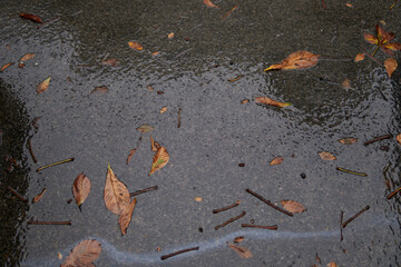 Wet road with leaves on the ground in autumn scenery