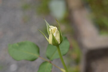 Photographs of a beginner