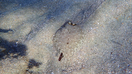 Wide-eyed flounder (Bothus podas) undersea, Aegean Sea, Greece, Syros island, Azolimnos beach