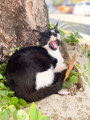 Black and white cat yawns lazily while curled up at the base of a tree, surrounded by greenery and fallen leaves.