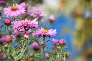 Różowe kwiaty Astry © EwaAF