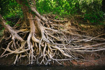 Tree roots along a low Cape Fear River near Fayetteville North Carolina