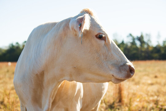 A white charolais cattle looking off to the side in a field with a tag on its ear, closeup