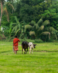 cows in a field