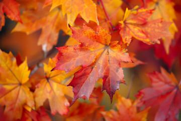 Obraz premium Golden maple leaves in close-up. Natural autumn background