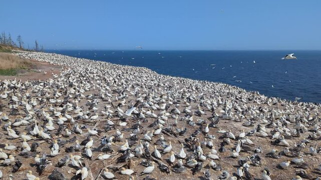 The northern gannets colony on the bonaventure Island of the Bonaventure Island and Perce Rock National Park (Perce, Gaspesie, Quebec, Canada)