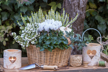 weißes Alpenveilchen, Torfmyrte und Heidekraut im Korb und rustikale Laternen im Garten
