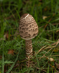 Macrolepiota procera, emerges from lush undergrowth