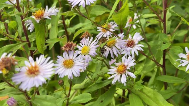 worker bee collecting pollen from wild camomile flowers 