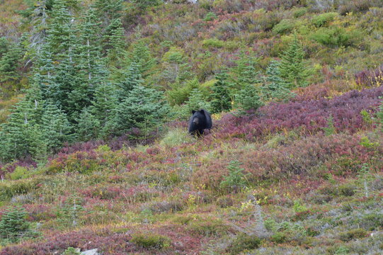 Black Bear in Meadow