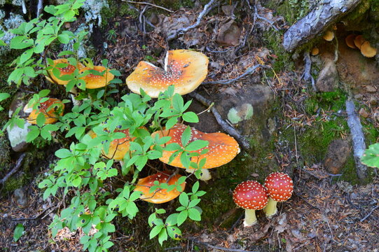 Forest Mushrooms