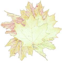 Faded stylized maple leaves on a white background
