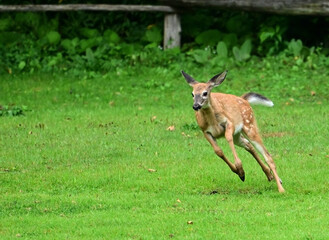 A funny happy young White-tail deer baby fawn goes for a run through a green horse pasture