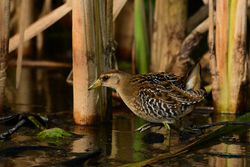 Sora bird feeding on aquatic plants and crustations between the reeds in a freshwater marsh